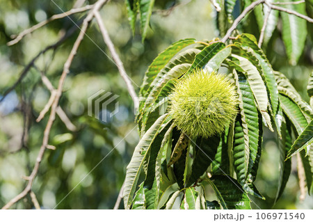 秋の味覚　栗の木と毬栗（いがぐり）　栃木県宇都宮市 106971540