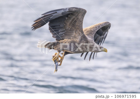 漁をするオジロワシ 漁をするオジロワシ 106971595