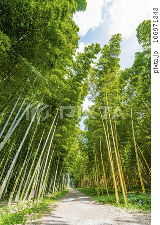 秋の竹林と小径　栃木県宇都宮市 106971848