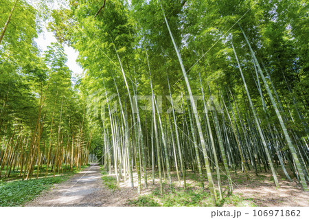 秋の竹林と小径 栃木県宇都宮市 秋の竹林と小径 栃木県宇都宮市 106971862