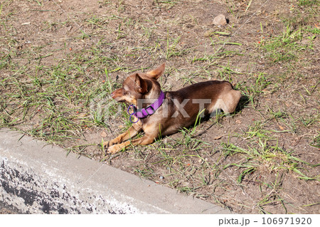 Small Chihuahua dog lying on the grass 106971920