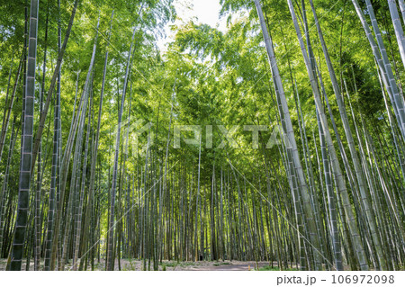 秋の竹林と小径　栃木県宇都宮市 106972098