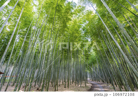 秋の竹林と小径 栃木県宇都宮市 秋の竹林と小径 栃木県宇都宮市 106972108