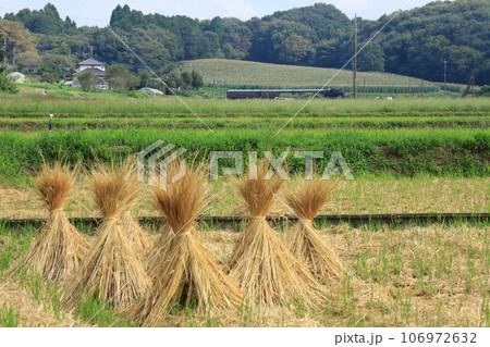 稲わらの三角帽子と牧草の丘を背景に走るSLもおか号 稲わらの三角帽子と牧草の丘を背景に走るSLもおか号 106972632