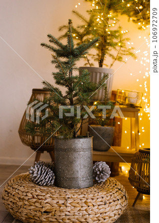 Christmas tree in a metal bucket in the interior of the living room for the holiday Christmas tree in a metal bucket in the interior of the living room for the holiday 106972709
