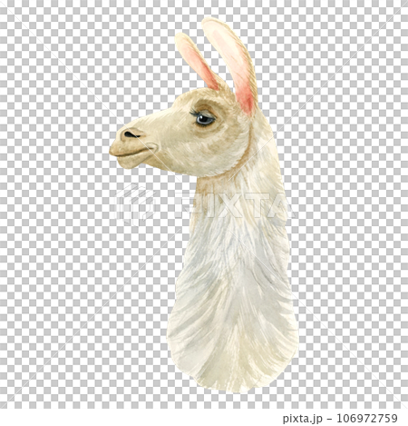 Realistic alpaca lama portrait watercolor illustration isolated on white background. Curly fluffy farm animal drawing for prints, cards and Latin America designs Realistic alpaca lama portrait watercolor illustration isolated on white background. Curly fluffy farm animal drawing for prints, cards and Latin America designs 106972759