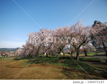 山口市阿東徳佐・徳佐八幡宮の桜並木 106973187