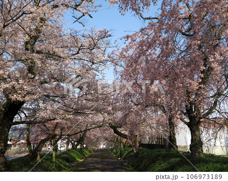山口市阿東徳佐・徳佐八幡宮の桜並木 山口市阿東徳佐・徳佐八幡宮の桜並木 106973189
