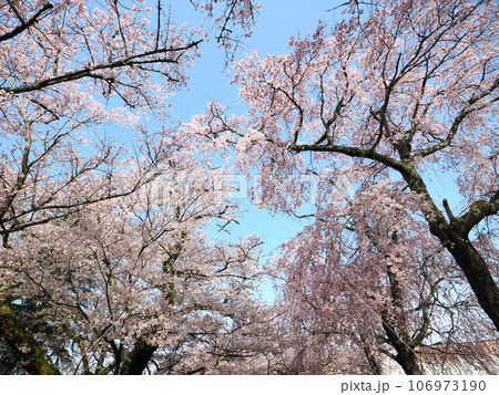 山口市阿東徳佐・徳佐八幡宮の桜並木 山口市阿東徳佐・徳佐八幡宮の桜並木 106973190