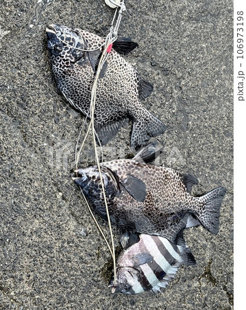 釣り上げられた魚 釣り上げられた魚 106973198