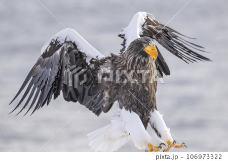 知床のオオワシ 106973322