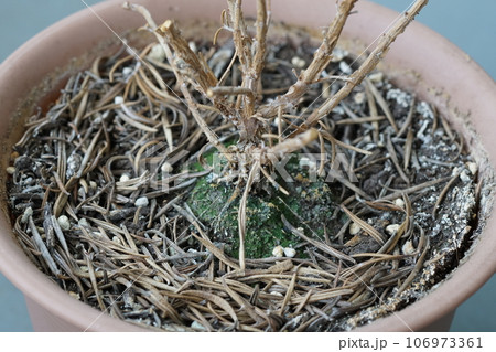 枯れた植木鉢 106973361