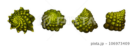 Romanesco Cabbage Species Bright Green Leaf Vector Set 106973409