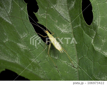 カンタン 106973422