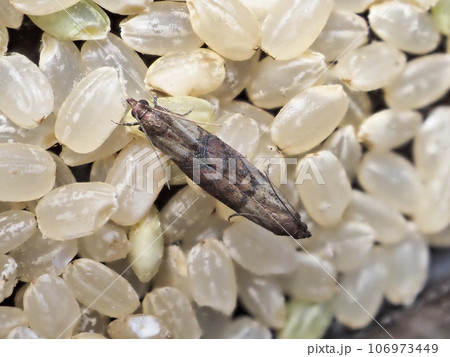 ノシメマダラメイガ　交尾 106973449