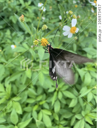 アゲハ蝶 106973457