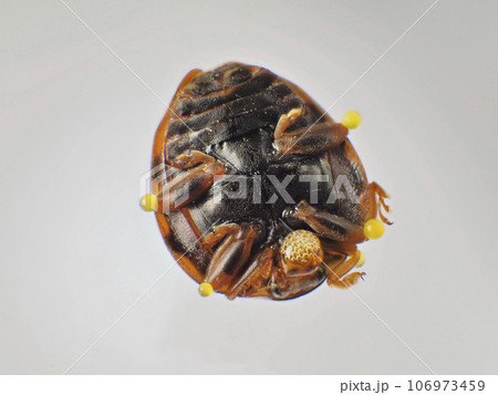 オオニジュウヤホシテントウ オオニジュウヤホシテントウ 106973459