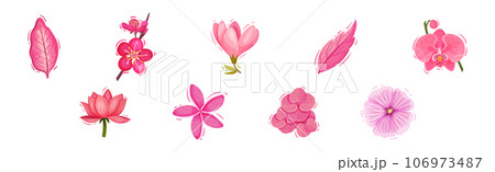 Bright Pink Flower and Showy Bud as Garden Element Vector Set 106973487