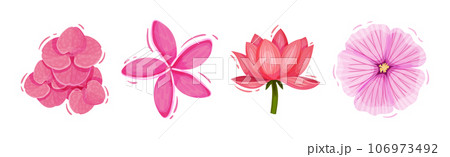 Bright Pink Flower and Showy Bud as Garden Element Vector Set 106973492