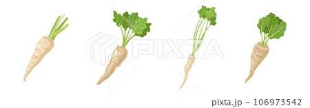 Parsnip Root Vegetable with Green Leaf Vector Set 106973542