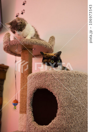 Funny domestic cat climbs up the cat pole. 106973543