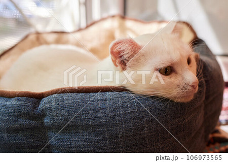 Close-up of a cat face. Portrait of a female kitten. Cat looks curious and alert. Detailed picture of a cats face. 106973565