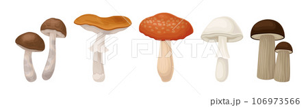 Edible Mushroom with Cap and Stem as Forest Plant Vector Set 106973566