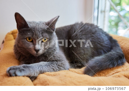 Close-up of a cat face. Portrait of a female kitten. Cat looks curious and alert. Detailed picture of a cats face. Close-up of a cat face. Portrait of a female kitten. Cat looks curious and alert. Detailed picture of a cats face. 106973567