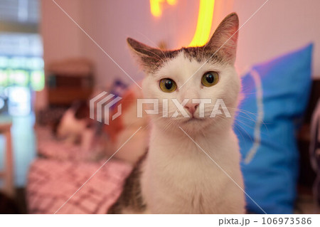 Close-up of a cat face. Portrait of a female kitten. Cat looks curious and alert. Detailed picture of a cats face. Close-up of a cat face. Portrait of a female kitten. Cat looks curious and alert. Detailed picture of a cats face. 106973586
