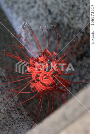 水中花　曼殊沙華 106973617