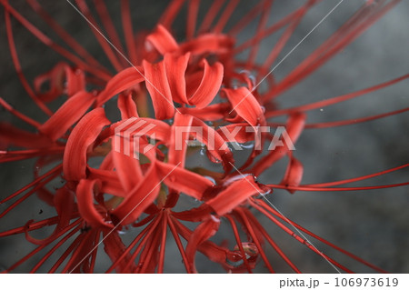 水中花 曼殊沙華 水中花 曼殊沙華 106973619