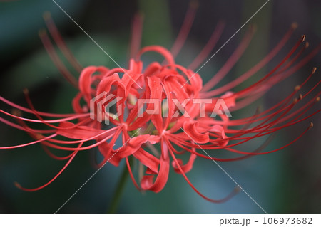 曼殊沙華 曼殊沙華 106973682