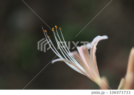 白い彼岸花 白い彼岸花 106973733