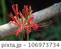 彼岸花 106973734