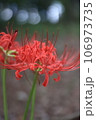 彼岸花 106973735