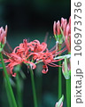 彼岸花 106973736