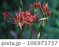 彼岸花 106973737