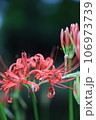 彼岸花 106973739