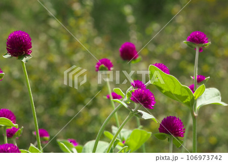 赤いセンニチコウの花 106973742