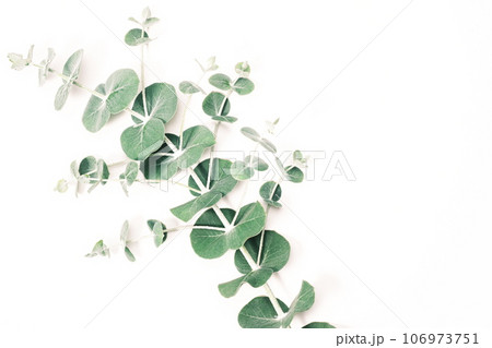 ユーカリの葉 ボタニカルのイメージ素材 ユーカリの葉 ボタニカルのイメージ素材 106973751