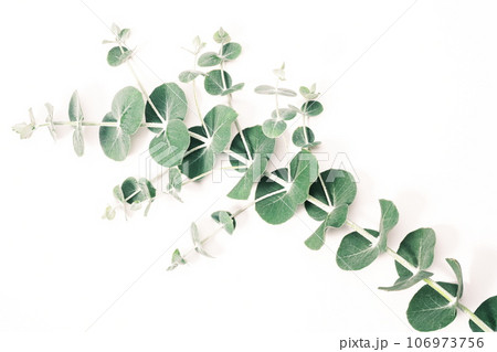 ユーカリの葉 ボタニカルのイメージ素材 ユーカリの葉 ボタニカルのイメージ素材 106973756