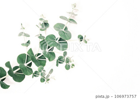 ユーカリの葉 ボタニカルのイメージ素材 ユーカリの葉 ボタニカルのイメージ素材 106973757