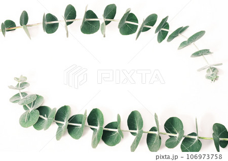ユーカリの葉　ボタニカルのイメージ素材 106973758