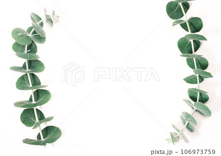 ユーカリの葉 ボタニカルのイメージ素材 ユーカリの葉 ボタニカルのイメージ素材 106973759