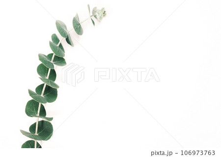 ユーカリの葉　ボタニカルのイメージ素材 106973763