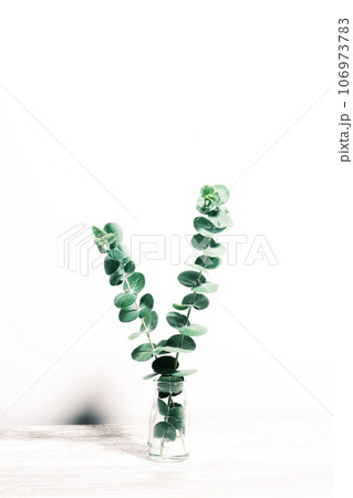 ユーカリの葉　ボタニカルのイメージ素材 106973783