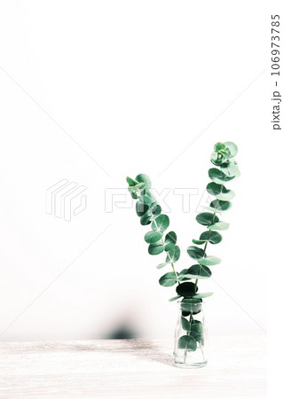 ユーカリの葉　ボタニカルのイメージ素材 106973785