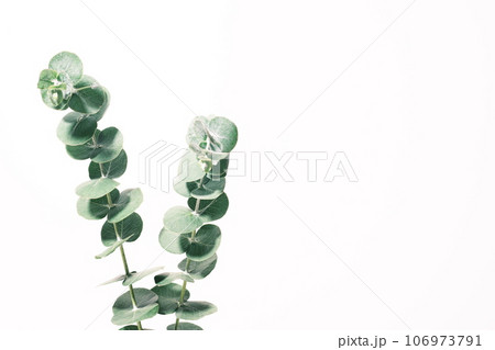 ユーカリの葉　ボタニカルのイメージ素材 106973791