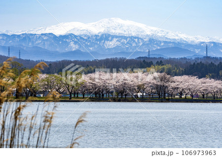 加賀地方の花見の名所・小松市の木場潟公園の桜と白山連峰 106973963