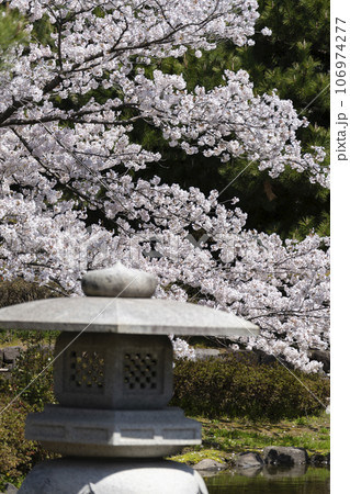 加賀地方の花見の名所・小松市の芦城公園 106974277